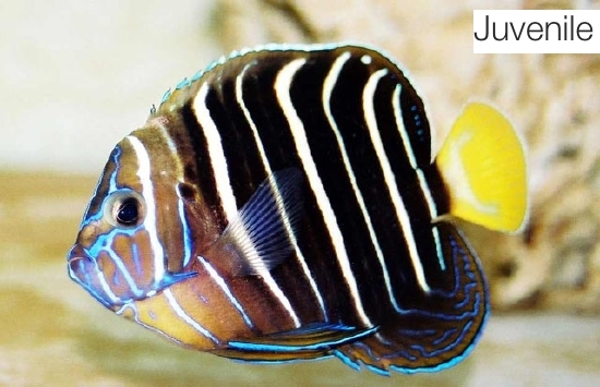  Pomacanthus chrysurus (Earspot Angelfish, Chrysurus Angelfish, Goldtail Angelfish)